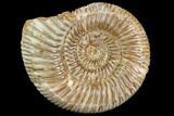 Polished Jurassic Ammonite (Perisphinctes) - Madagascar #104949-1